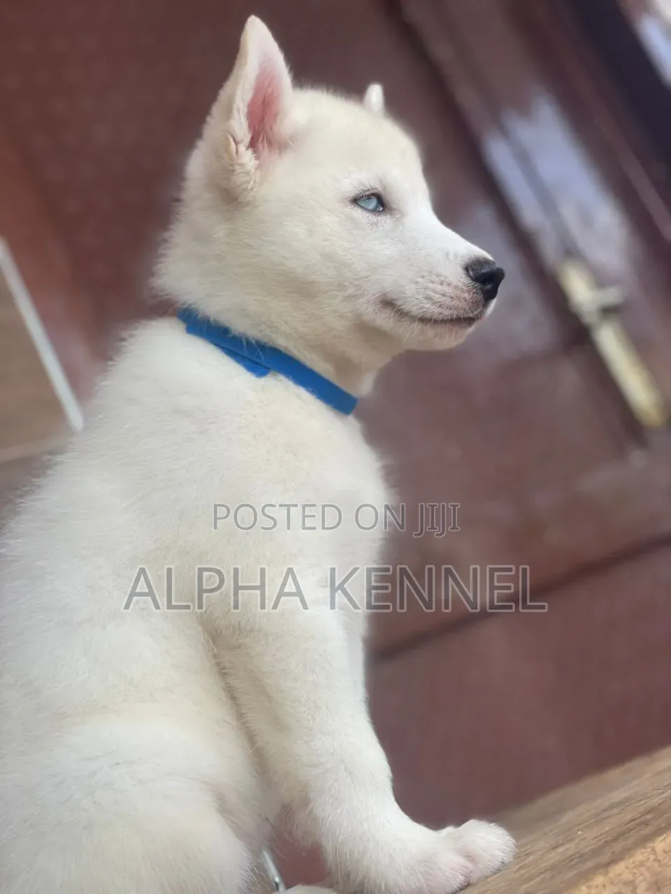 1-3 months Male Purebred Siberian Husky