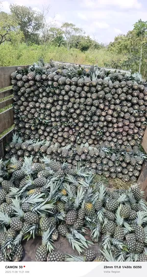 Sugarloaf Pineapple
