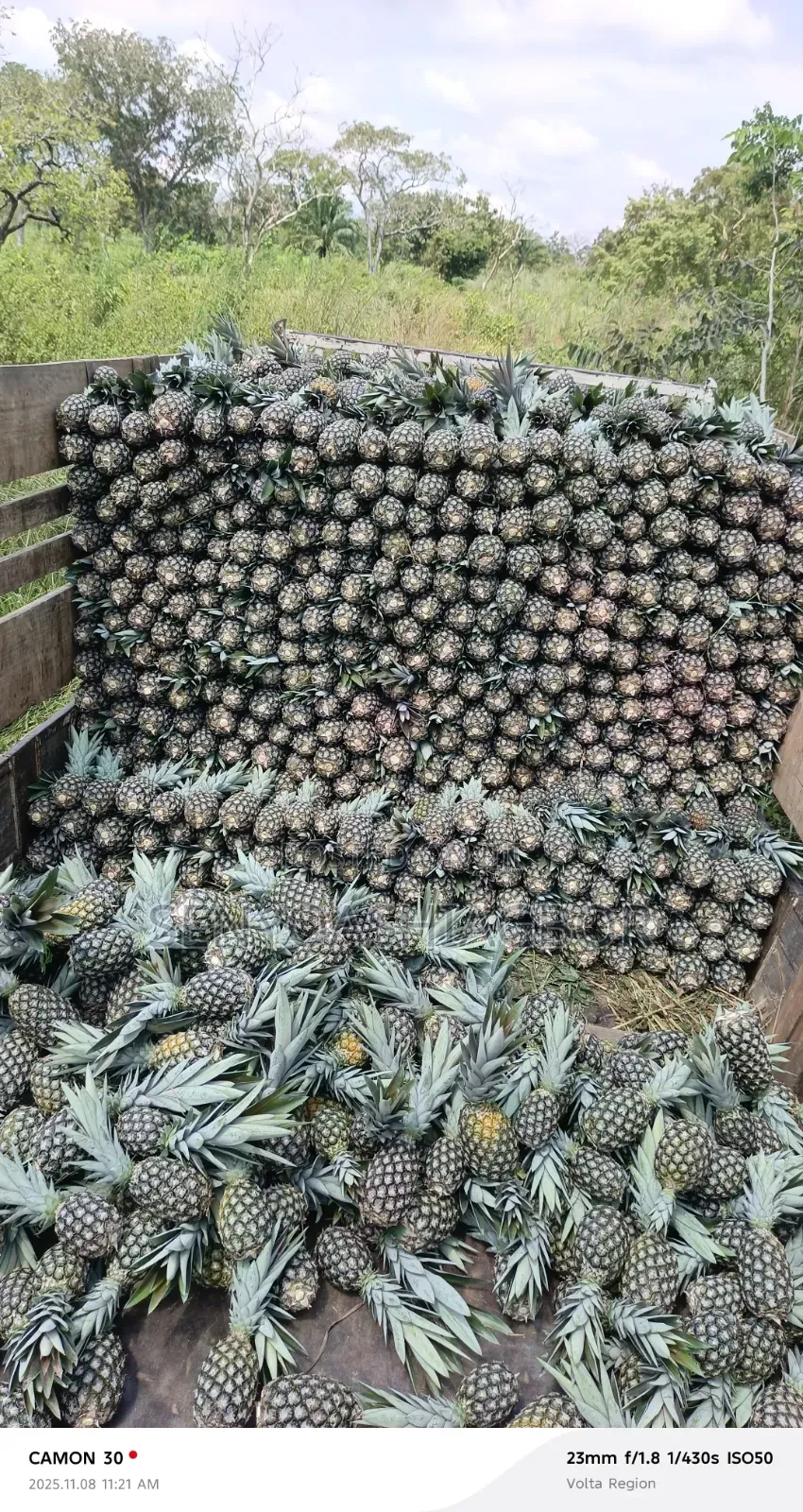 Sugarloaf Pineapple
