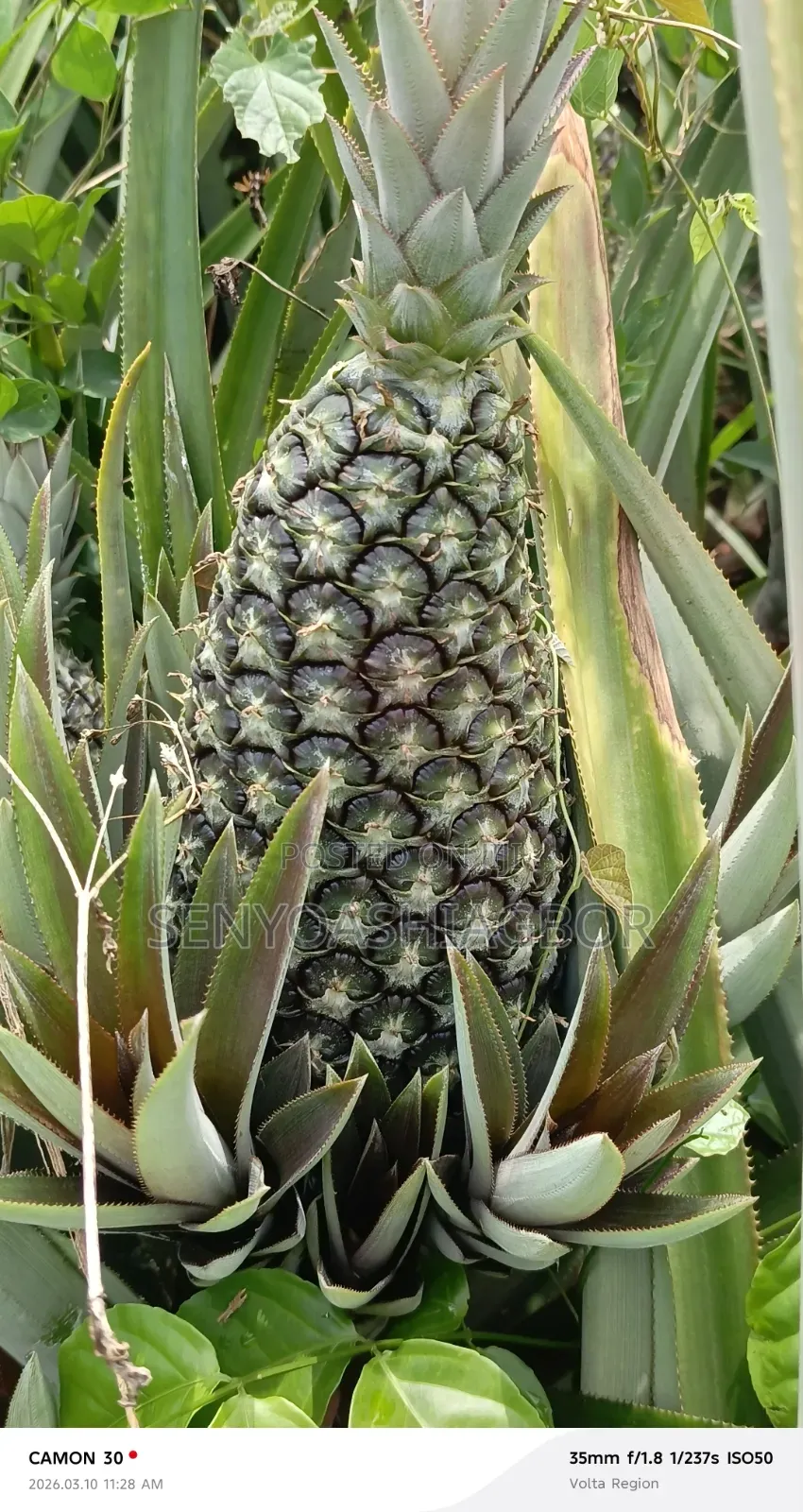 Sugarloaf Pineapple