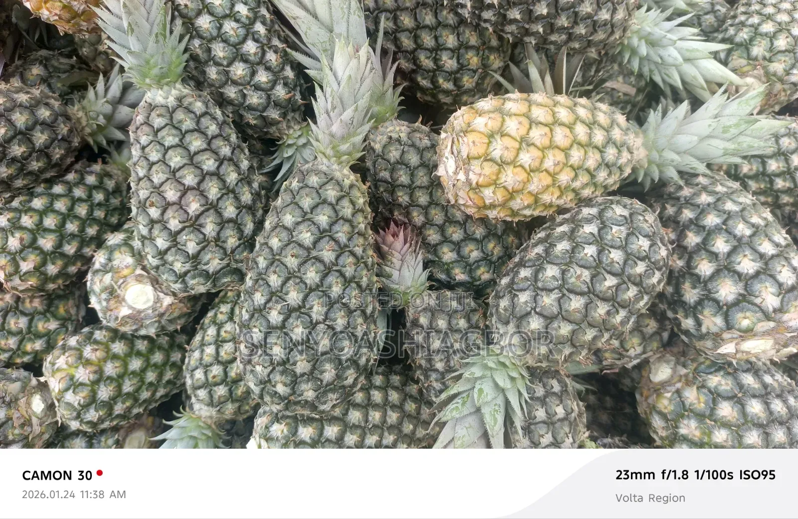 Sugarloaf Pineapple