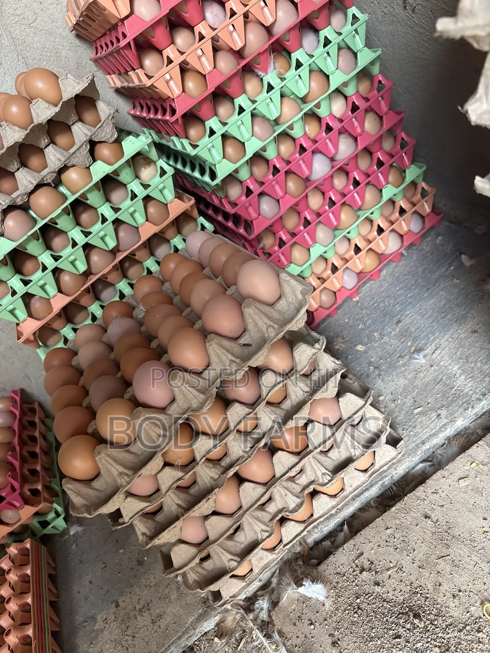 Fresh Eggs and Broilers Available