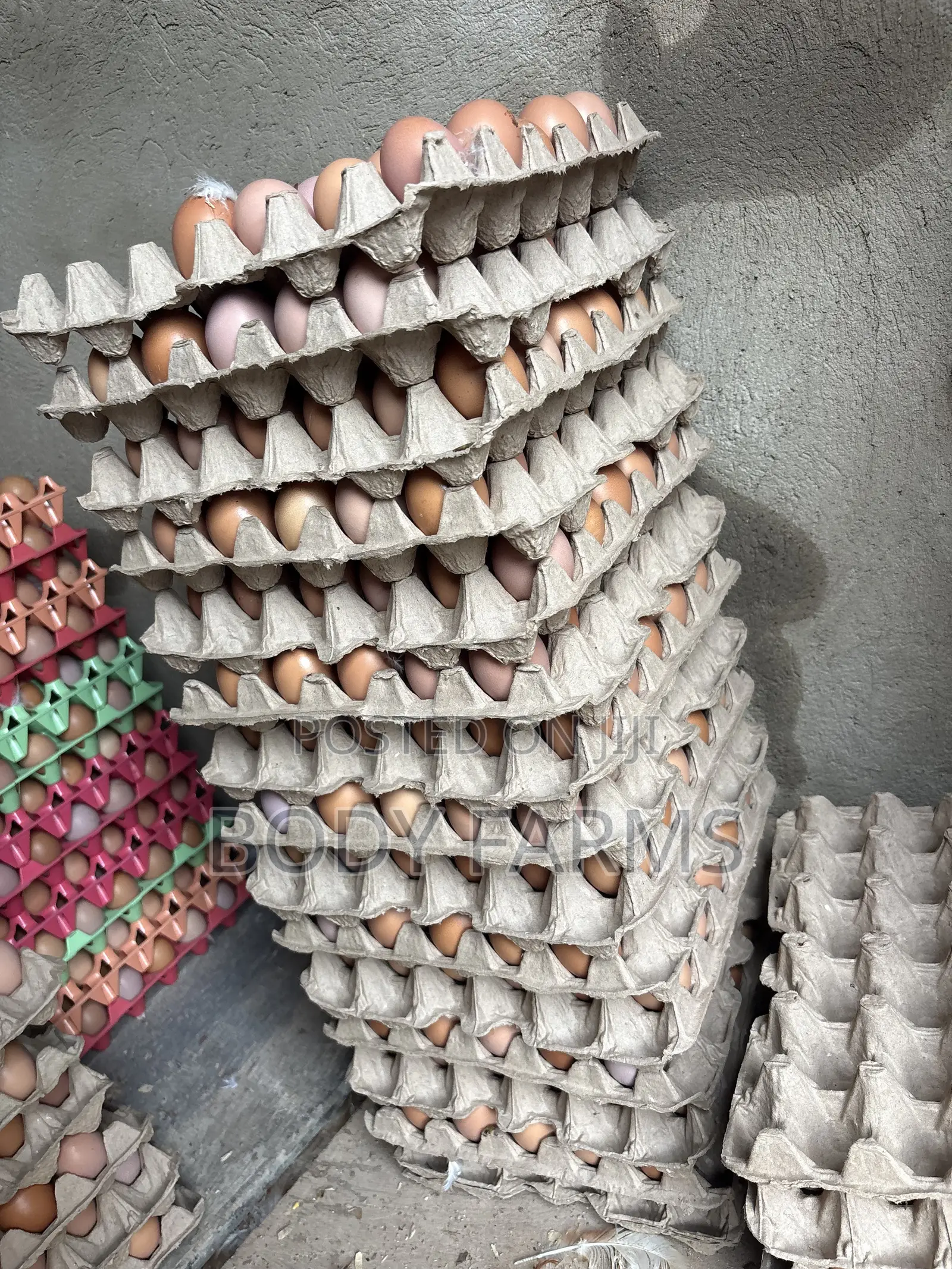 Fresh Eggs and Broilers Available