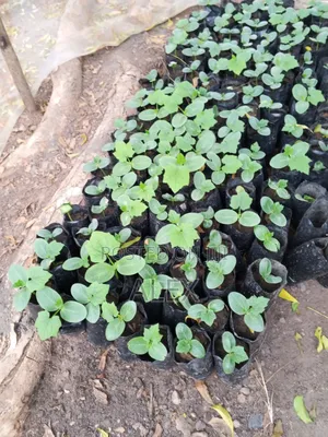 Passion and Pawpaw Seedlings