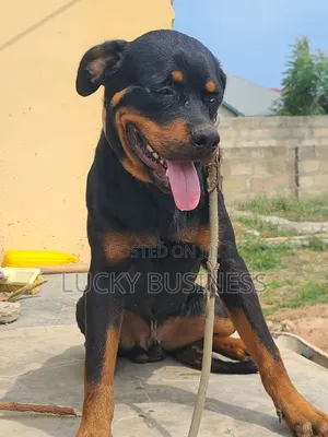 6-12 months Male Purebred Rottweiler