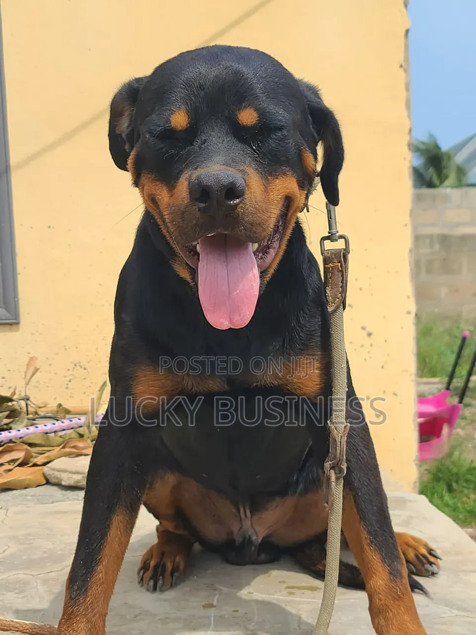 6-12 months Male Purebred Rottweiler