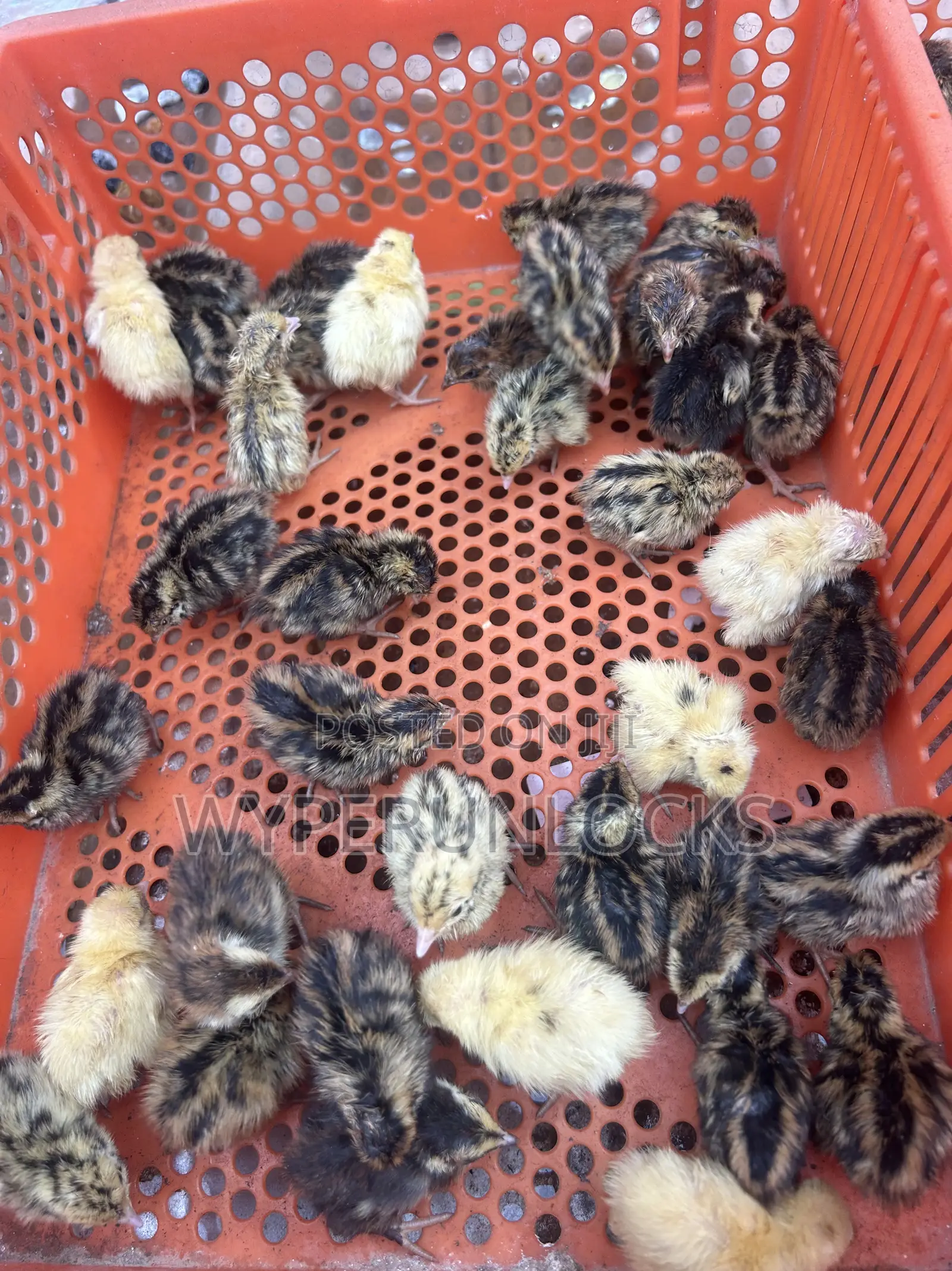 Quail Chicks
