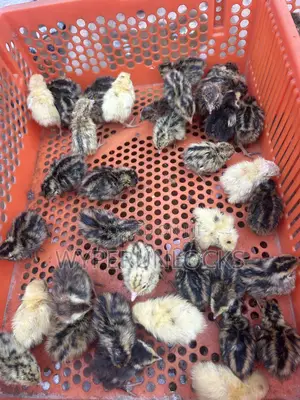 Quail Chicks