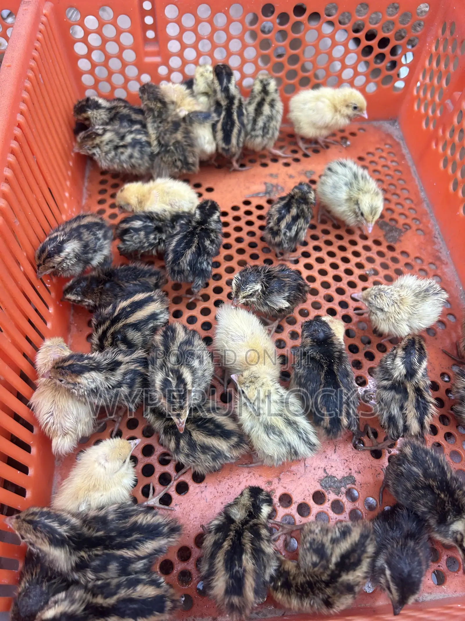 Quail Chicks