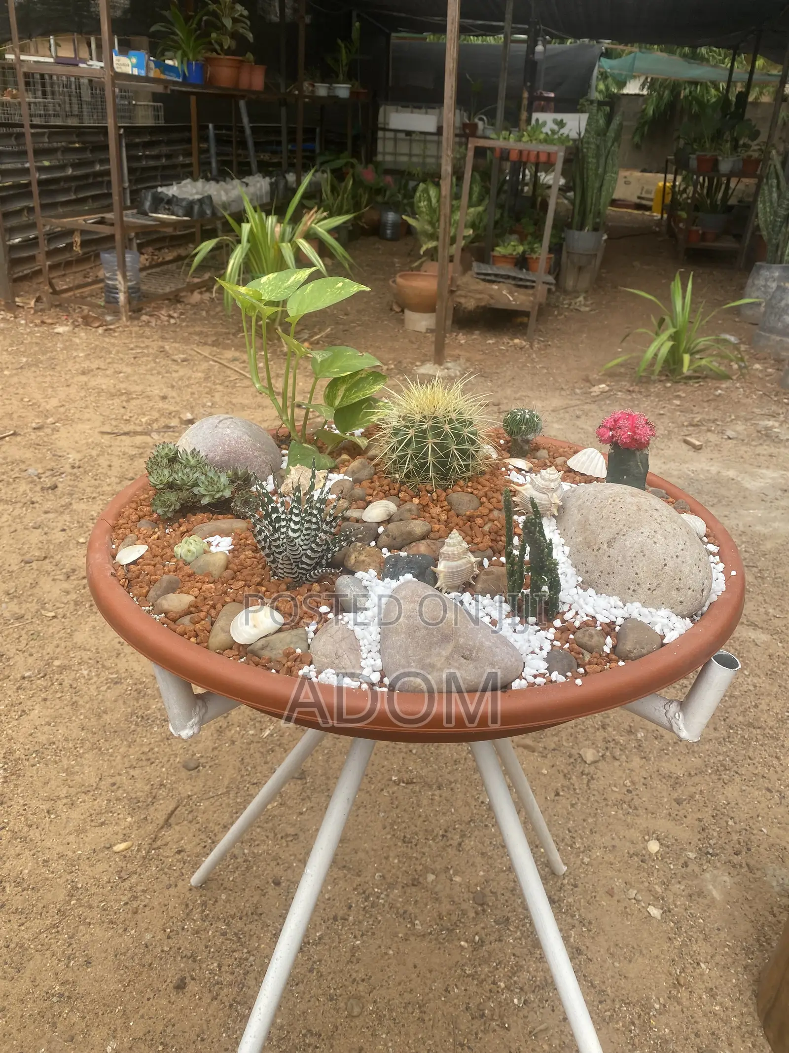 Cactus Bowl