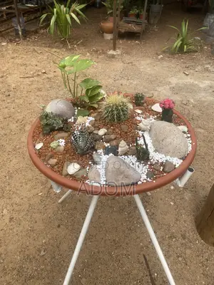Cactus Bowl