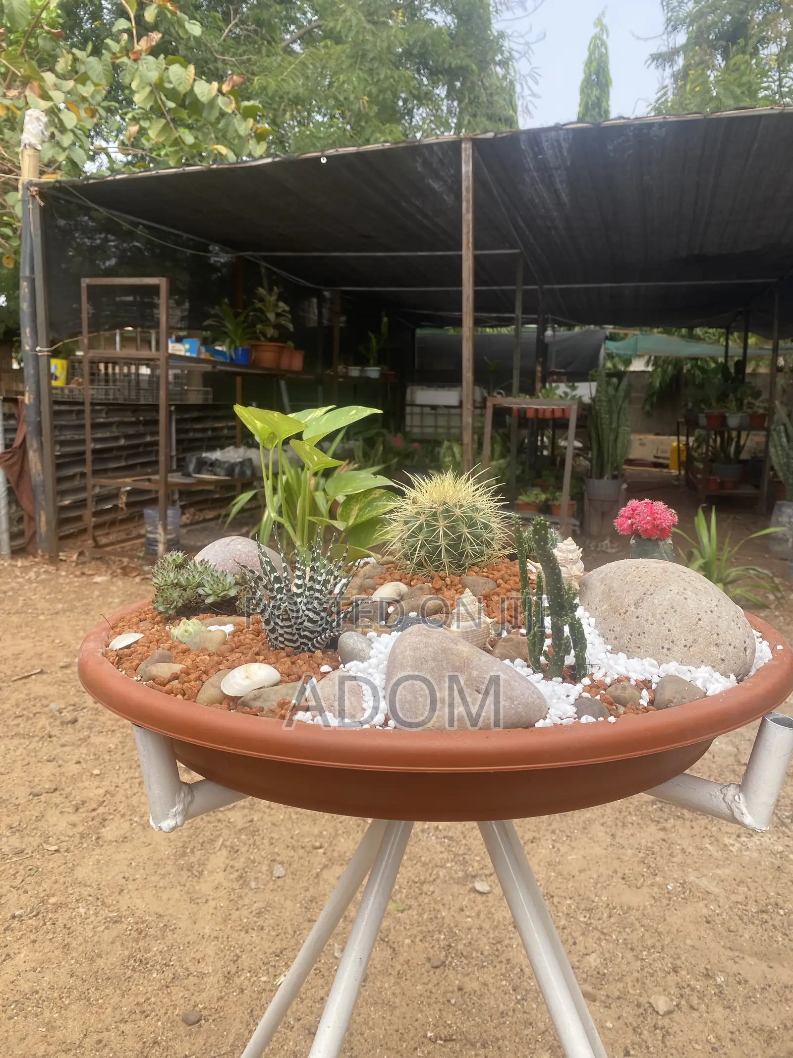 Cactus Bowl