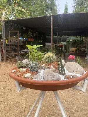 Cactus Bowl