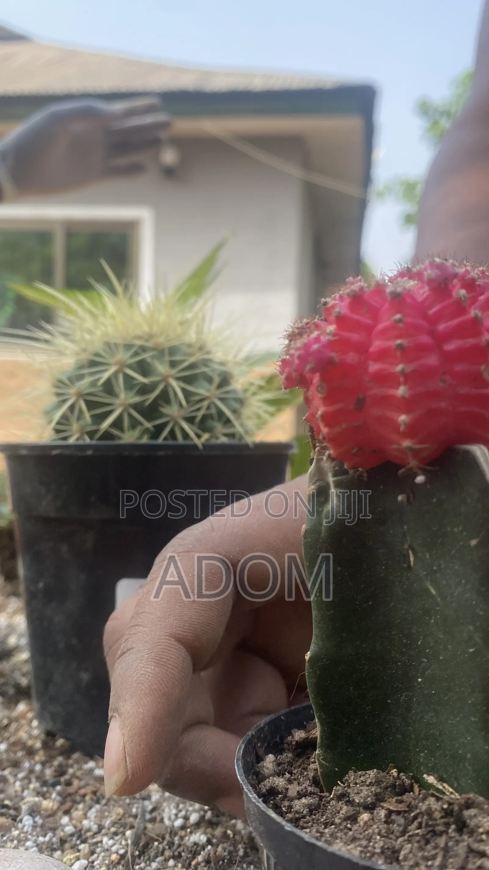 Cactus Bowl