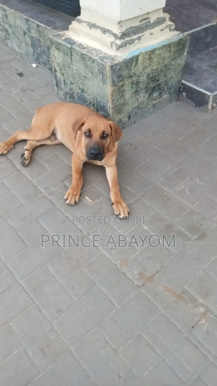 3-6 months Male Mixed Breed Rottweiler