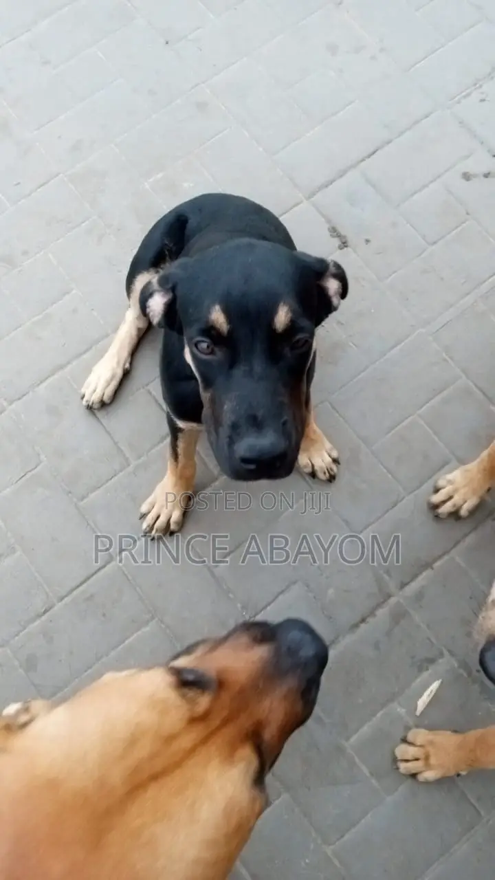 3-6 months Male Mixed Breed Rottweiler