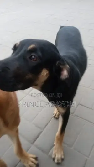 3-6 months Male Mixed Breed Rottweiler