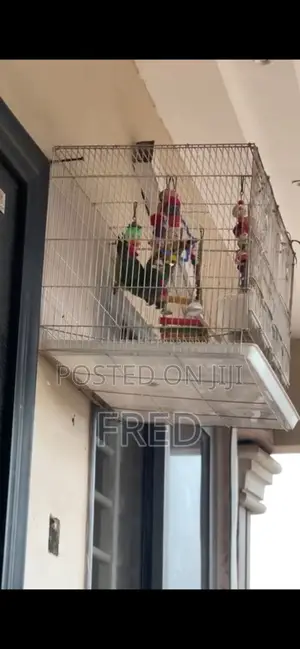 Parrots for Sale