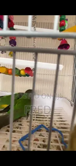Parrots for Sale