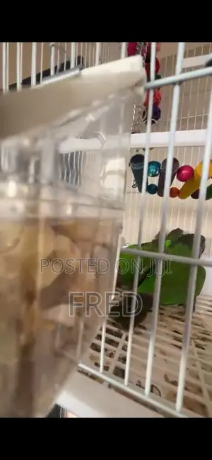 Parrots for Sale