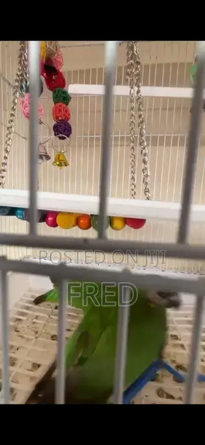 Parrots for Sale