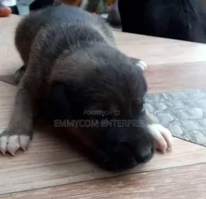 1-3 months Male Purebred Dog