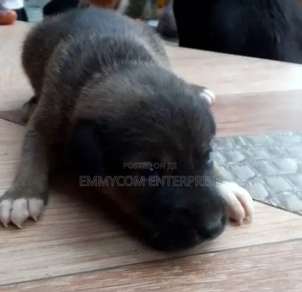 1-3 months Male Purebred Dog