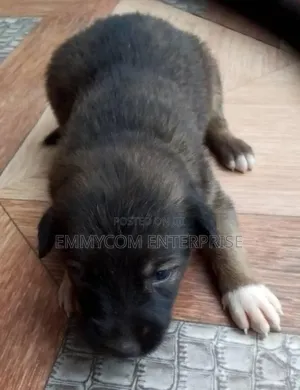 1-3 months Male Purebred Dog