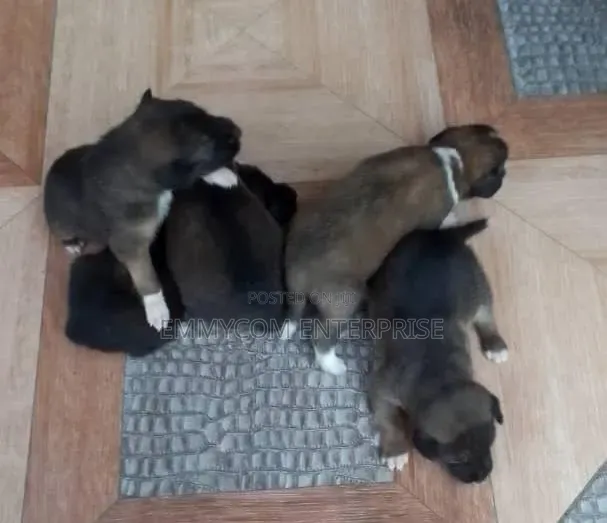 1-3 months Male Purebred Dog