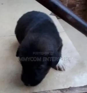 1-3 months Male Purebred Dog