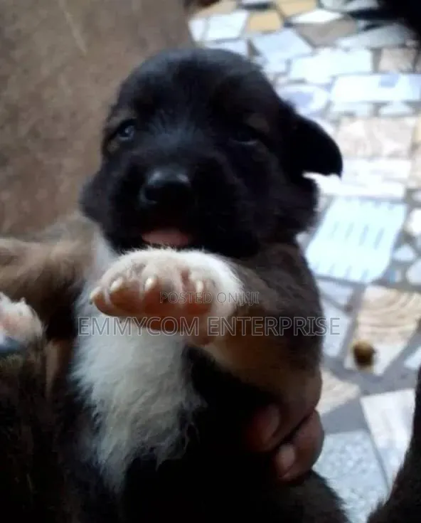1-3 months Male Purebred Dog