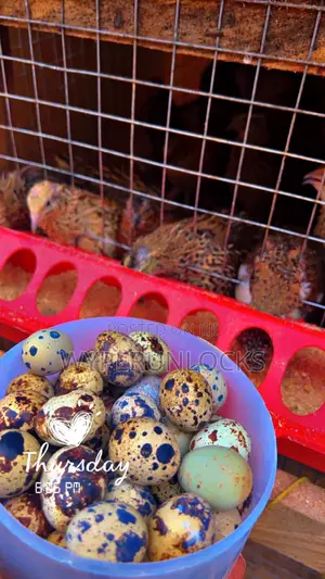 Quail Bird and Egg