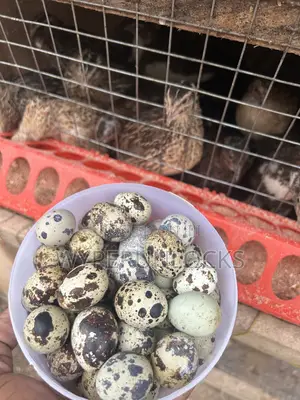 Quail Bird and Egg