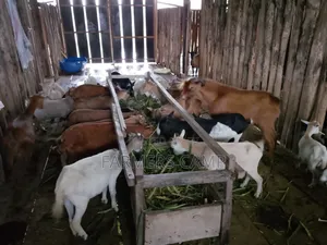 Farm Workers Needed