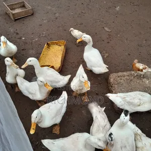 Ducks for Sale