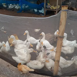 Ducks for Sale