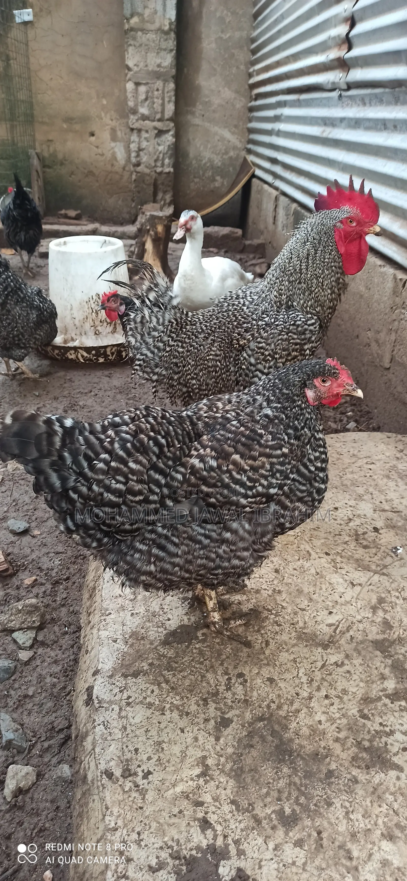 Plymouth Rock Cockrels(Laying
