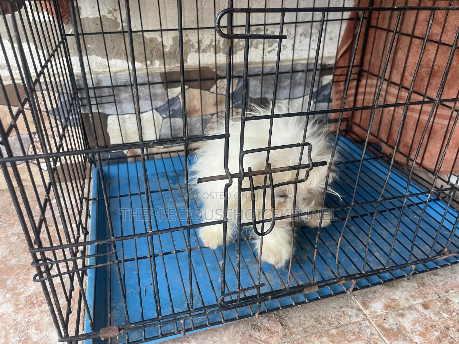 3-6 months Male Purebred Poodle