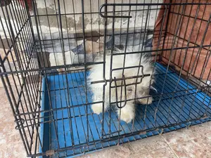 3-6 months Male Purebred Poodle