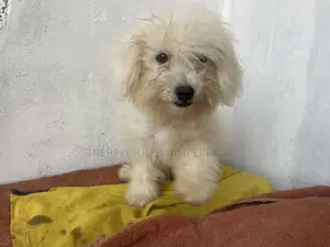 3-6 months Male Purebred Poodle