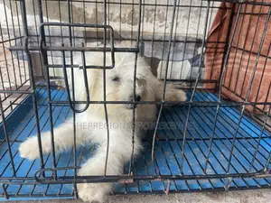 3-6 months Male Purebred Poodle