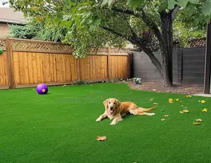 Green Grass Carpet for Compound and Gardens