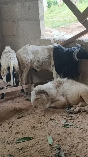 Cheap Sheeps For In Kumasi