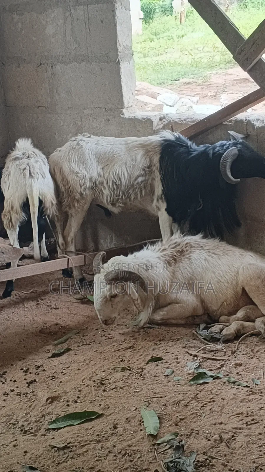 Cheap Sheeps For In Kumasi