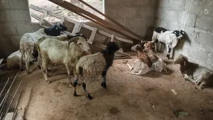 Cheap Sheeps For In Kumasi
