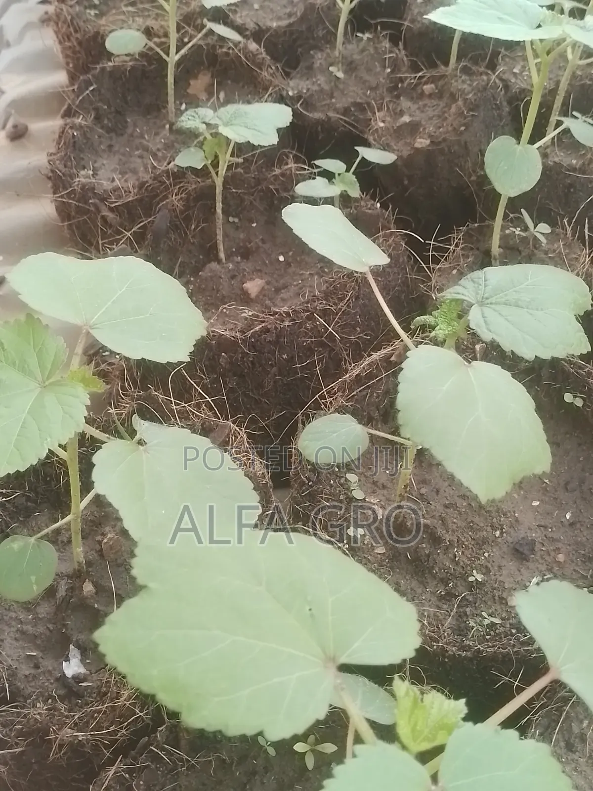 Okro Big Seedlings(Direct Transplant)