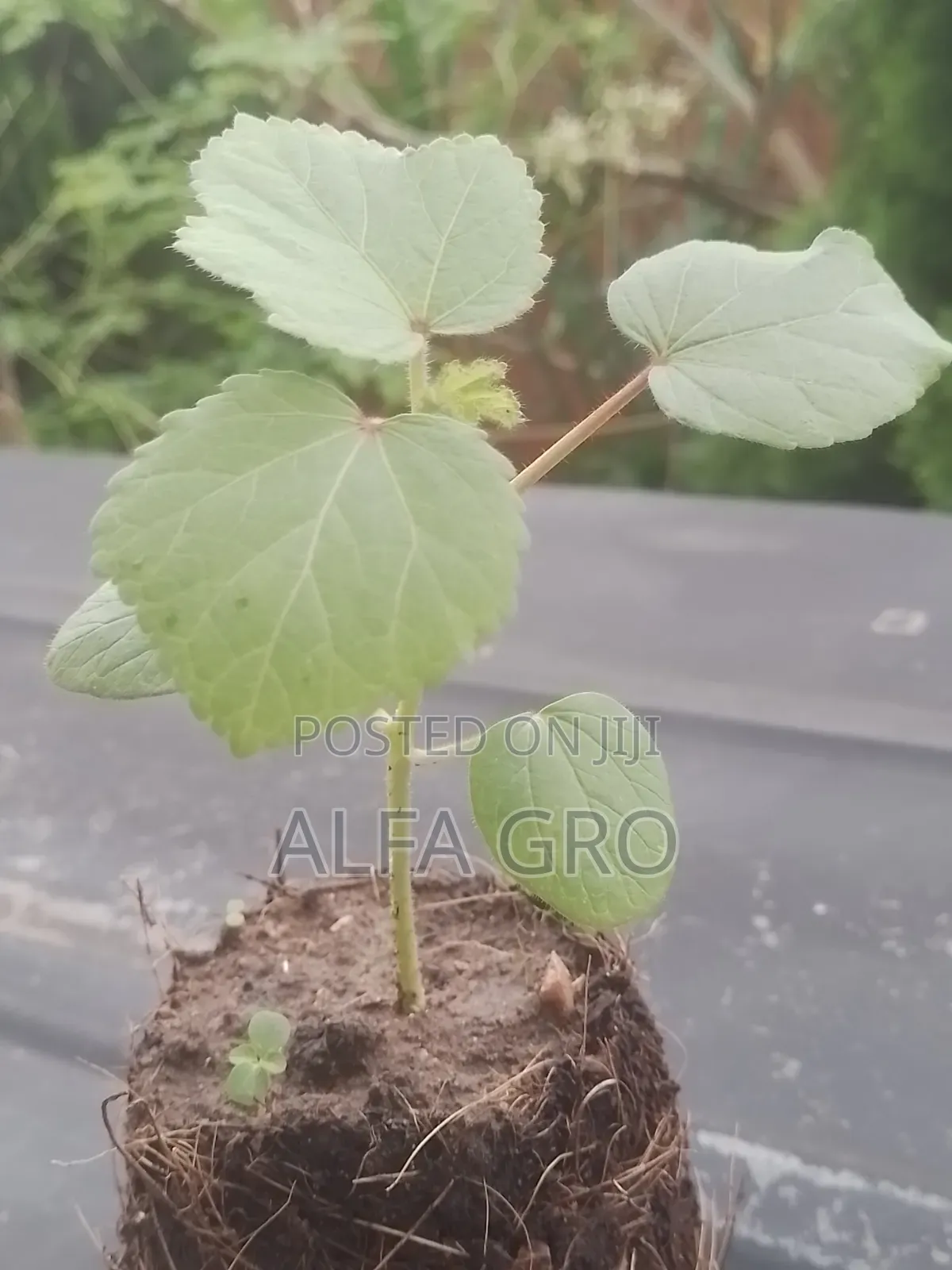 Okro Big Seedlings(Direct Transplant)