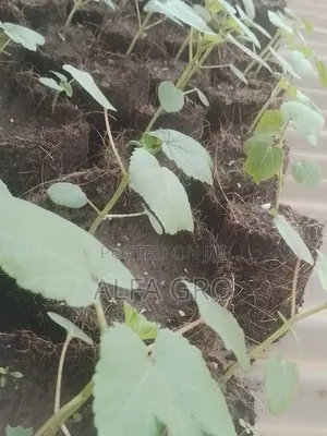 Okro Big Seedlings(Direct Transplant)