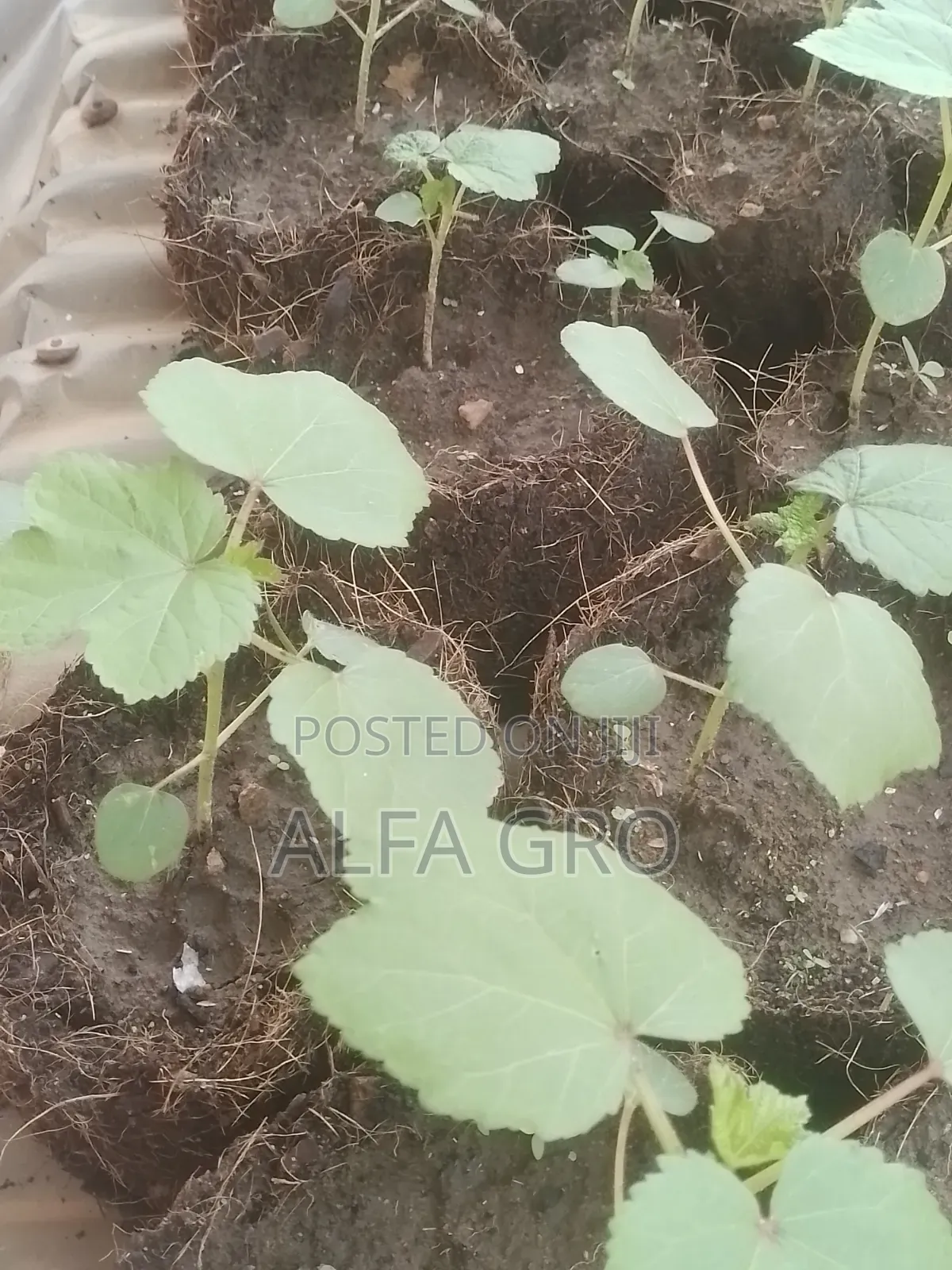 Okro Big Seedlings(Direct Transplant)