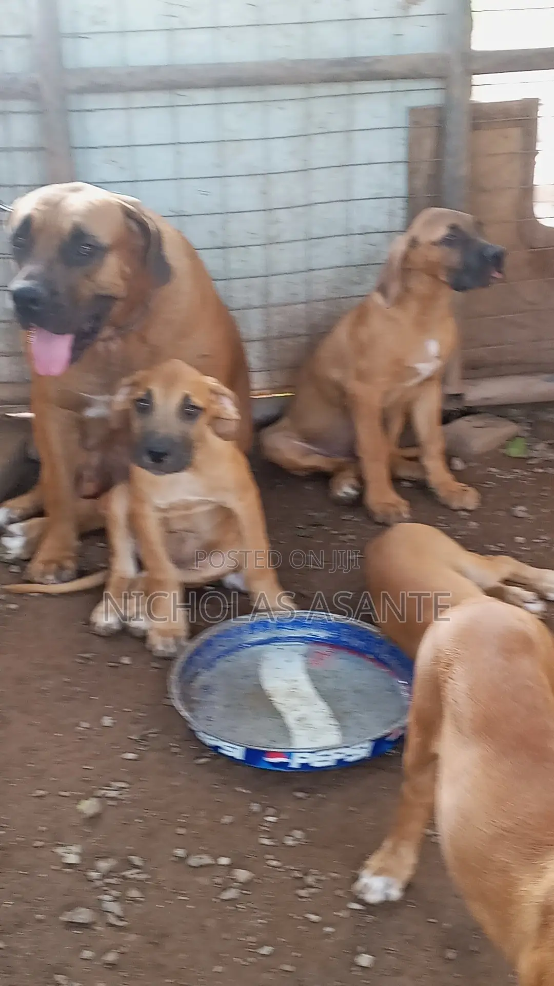 1-3 months Female Purebred Boerboel